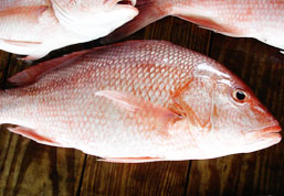 Beach Activities around Playa Grande include Fishing in Costa Rica