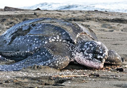 Watch Leatherback Sea Turtles nest and hatch in Las Baulas National Park